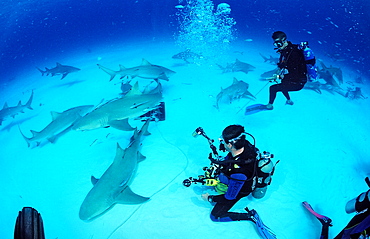 Lemon sharks (Negaprion brevirostris) and underwater photographer, Grand Bahama Island, Bahamas, Atlantic Ocean, Central America