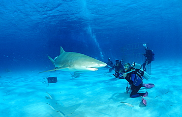 Lemon sharks (Negaprion brevirostris) and underwater photographer, Grand Bahama Island, Bahamas, Atlantic Ocean, Central America