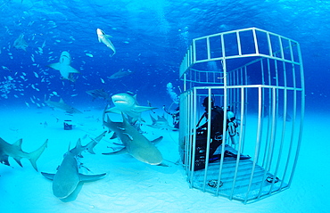 Lemon sharks (Negaprion brevirostris) and scuba diver in shark cage, Grand Bahama Island, Bahamas, Atlantic Ocean, Central America