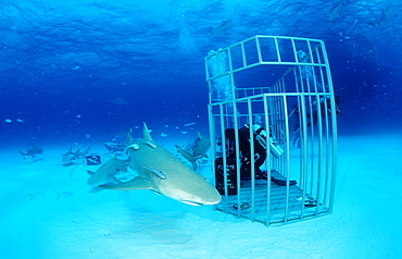 Lemon sharks (Negaprion brevirostris) and scuba diver in shark cage, Grand Bahama Island, Bahamas, Atlantic Ocean, Central America