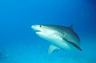 Tiger shark (Galeocerdo cuvier), Grand Bahama Island, Bahamas, Atlantic Ocean, Central America