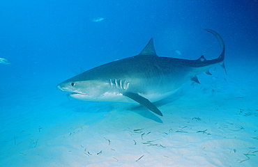 Tiger shark (Galeocerdo cuvier), Grand Bahama Island, Bahamas, Atlantic Ocean, Central America