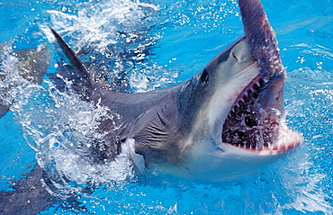 Lemon shark (Negaprion brevirostris) on the surface biting fish, Bahamas, Atlantic Ocean, Central America