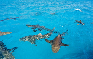 Lemon sharks (Negaprion brevirostris) on the surface, Bahamas, Atlantic Ocean, Central America