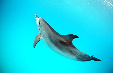 Atlantic spotted dolphin (Stenella frontalis), Florida, United States of America, Atlantic Ocean, North America