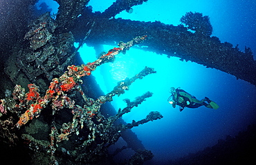 Scuba diver diving on Umbria shipwreck, Wingate Reef, Sudan, Red Sea, Africa