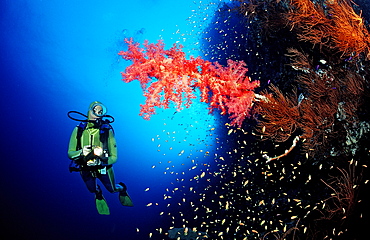 Scuba diver and red soft corals (Dentronephya sp.), Sudan, Red Sea, Africa