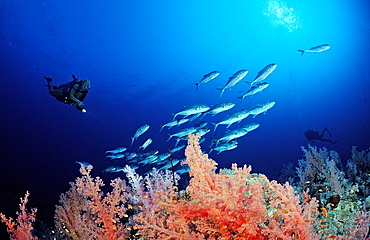 Scuba diver and coral reef, Sudan, Red Sea, Africa