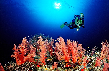 Scuba diver and red soft corals, Sudan, Red Sea, Africa