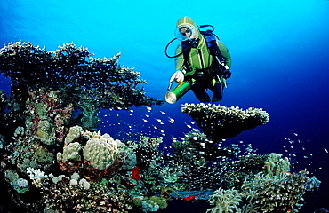 Scuba diver and table coral (Acropora divaricata), Sudan, Red Sea, Africa