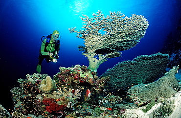 Scuba diver and table coral (Acropora divaricata), Sudan, Red Sea, Africa