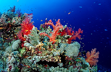 Red soft corals (Dentronephya sp.), Sudan, Red Sea, Africa