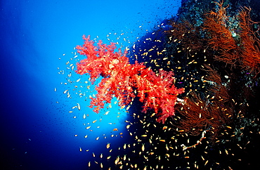 Red soft corals (Dentronephya sp.), Sudan, Red Sea, Africa