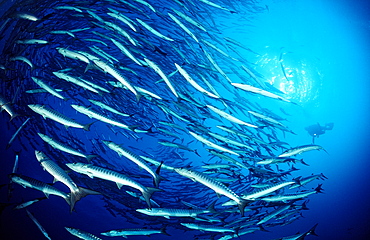 Blackfin barracuda (Sphyraena qenie), Sudan, Red Sea, Africa