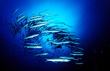 Blackfin barracuda (Sphyraena qenie), Sudan, Red Sea, Africa