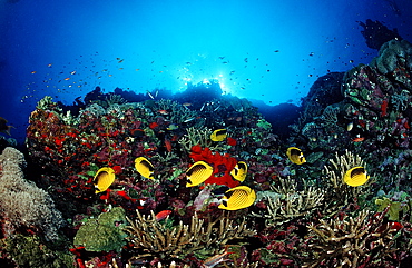 Racoon butterflyfish (Chaetodon fasciatus) and coral reef, Sudan, Red Sea, Africa