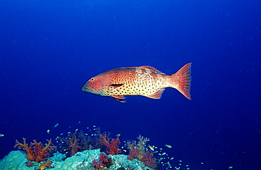 Saddleback coral trout (Plectropomus laevis), Sudan, Red Sea, Africa