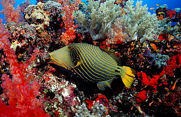 Orangestriped triggerfish (Balistapus undulatus), Sudan, Red Sea, Africa