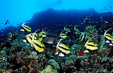 Red Sea bannerfishes (Heniochus intermedius), Sudan, Red Sea, Africa