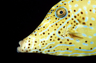 Scribbled filefish (Aluterus scriptus), Sudan, Red Sea, Africa