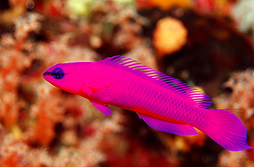 Fridman's pygmy basslet (Pseudochromis fridmani), Sudan, Red Sea, Africa