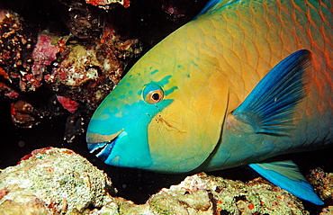 Greenthroat parrotfish (Scarus prasiognatho), Sudan, Red Sea, Africa