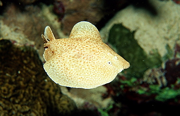 Scalloped torpedo ray (Torpedo panthera), Sudan, Red Sea, Africa