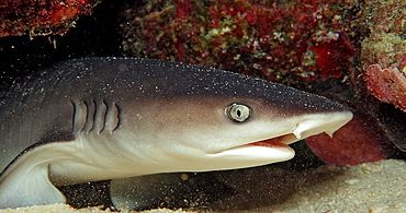 Whitetip reef shark (Triaenodon obesus), Sudan, Red Sea, Africa