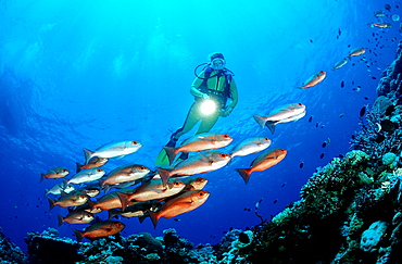 Schooling Pinjalo snapper and scuba diver, Pinjalo lewisi, Papua New Guinea, Pacific ocean