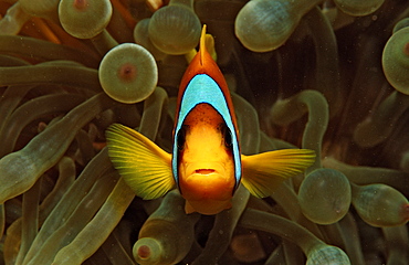 Twobar anemone fish (Amphiprion bicinctus), Sudan, Red Sea, Africa