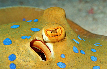 Bluespotted ribbontail ray (Taeniura lymma), Sudan, Red Sea, Africa