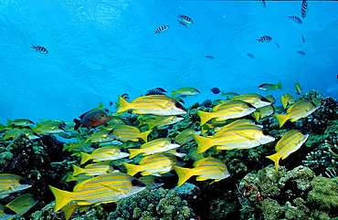 Bluestripe snapper (Lutjanus kasmira), Sudan, Red Sea, Africa