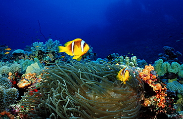 Two twobar anemone fish (Amphiprion bicinctus), Sudan, Red Sea, Africa