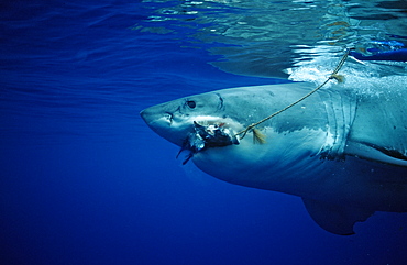 Great white shark (Carcharodon carcharias), Guadalupe, Mexico, Pacific Ocean, North America