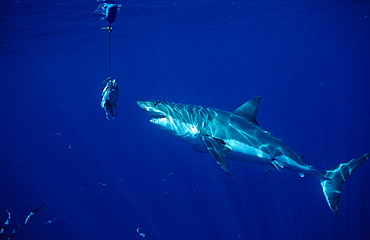 Great white shark (Carcharodon carcharias), Guadalupe, Mexico, Pacific Ocean, North America