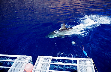 Great white shark (Carcharodon carcharias) near shark cage, Guadalupe, Mexico, Pacific Ocean, North America