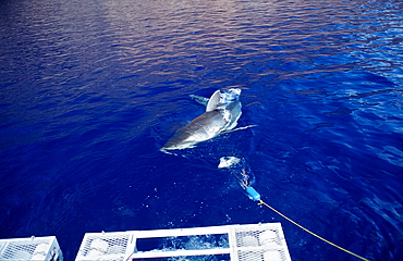 Great white shark (Carcharodon carcharias) near shark cage, Guadalupe, Mexico, Pacific Ocean, North America