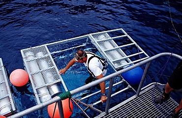 Diver climbs in shark cage, Guadalupe, Mexico, Pacific ocean, North America