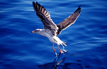 Gull, Guadalupe, Mexico, Pacific ocean, North America