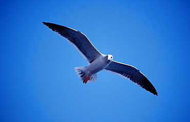 Gull, Guadalupe, Mexico, Pacific ocean, North America