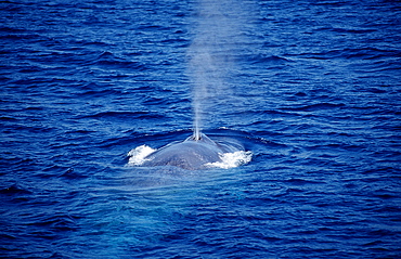 Breathing blue whale (Balaenoptera musculus), California, United States of America, Pacific, North America