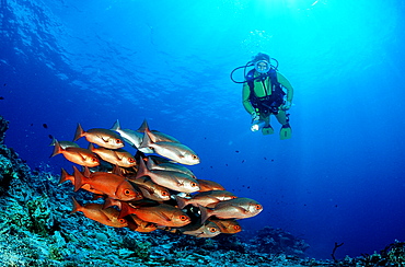 Schooling Pinjalo snapper and scuba diver, Pinjalo lewisi, Papua New Guinea, Pacific ocean