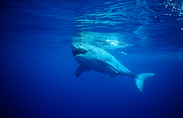 Great white shark (Carcharodon carcharias), Farallon Island, San Francisco Bay, California, United States of America, Pacific Ocean, North America