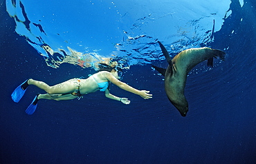 Californian sea lion (Zalophus californianus) and skin divers, La Paz, Baja California, Mexico, Sea of Cortez, North America