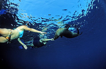 Californian sea lion (Zalophus californianus) and skin divers, La Paz, Baja California, Mexico, Sea of Cortez, North America