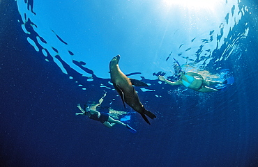 Californian sea lion (Zalophus californianus) and skin diver, La Paz, Baja California, Mexico, Sea of Cortez, North America