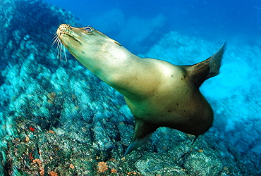 Californian sea lion (Zalophus californianus), La Paz, Baja California, Mexico, Sea of Cortez, North America