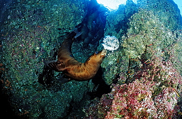 Californian sea lion (Zalophus californianus), La Paz, Baja California, Mexico, Sea of Cortez, North America