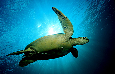 Green sea turtle, green turtle, Chelonia mydas, Malaysia, Pazifik, Pacific ocean, Borneo, Sipadan