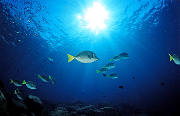 Yellowtailed surgeonfish (Prionurus laticlavius), La Paz, Baja California, Mexico, Sea of Cortez, North America